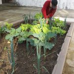 Barandiaran Egoitza: baratzetik mahaira Durangoko Joxe Miel Barandiaran Egoitzaren baratzea