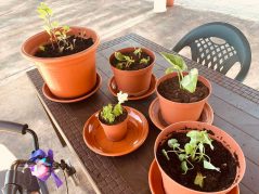 Taller de jardinería en la Residencia de mayores Txurdinagabarri