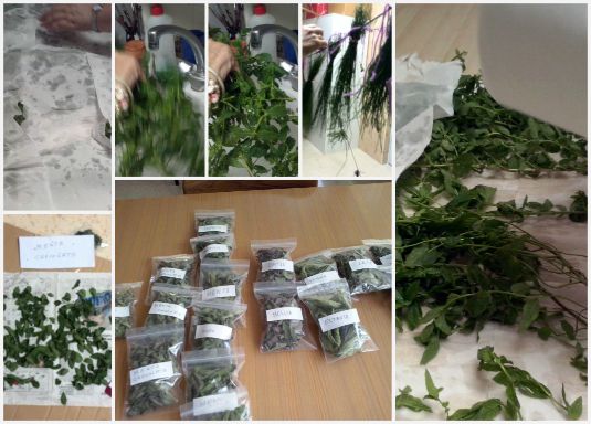 Cultivo, recolecta, limpieza, secado y envasado de plantas aromáticas y culinarias Cultivo, recolecta, limpieza, secado y envasado de plantas aromáticas y culinarias