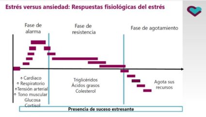 Diapositiva de respuestas fisiológicas ante el estrés